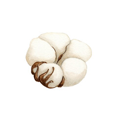 Watercolor Cotton flower in a watercolor style isolated. Aquarelle wild flower for background, texture, card, frame