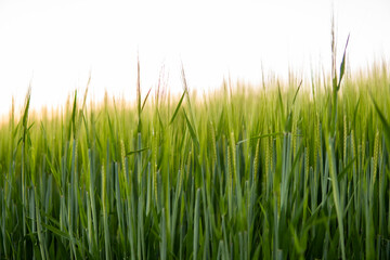 Young green barley growing in agricultural field in spring. Unripe cereals. The concept of agriculture, organic food. Barleys sprout growing in soil. Close up on sprouting barley in sunset.