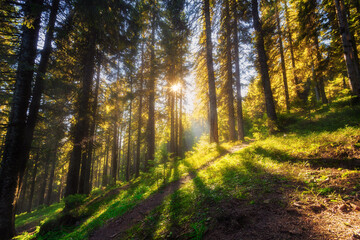Beautiful landscape with foggy forest at mountain foot with a trail under bright morning sunlight.