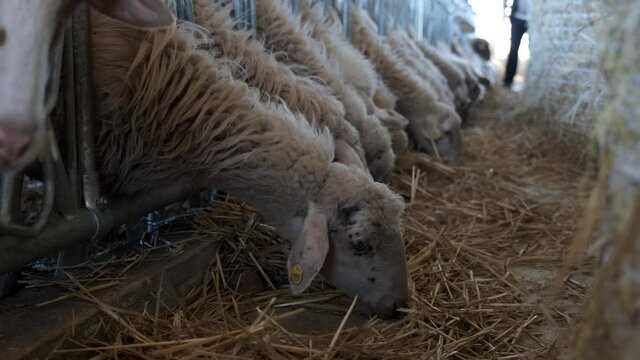 Sheep in a row, eat hay in the farm fence