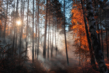 Fototapeta premium Foggy autumn forest in the morning. Beautiful landscape with bright sun rays shining through the dense mist, creating fabulous atmosphere.