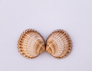 Composition of exotic sea shells and on a white background, top view. sea shells isolated on a white background. Flat lay, Seashells on a white background, A place for copying and writing.