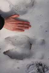 moose track and hand
