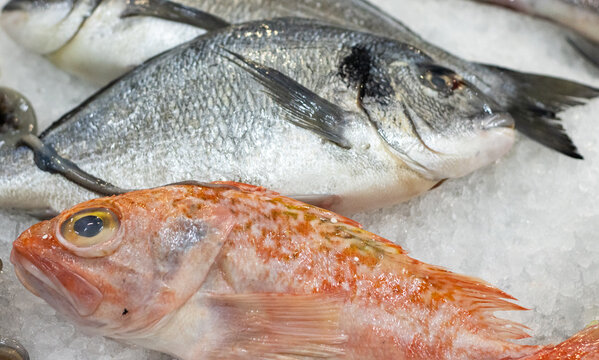 O PEIXE FRESCO DO MERCADO