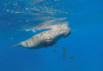 Breathing dugong in the blue sea