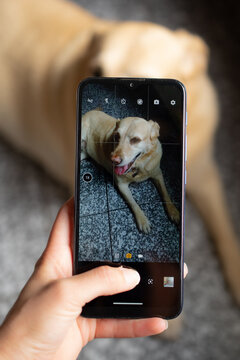 Taking a picture of my dog ​​with the mobile
