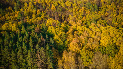 Obraz premium autumn nature of Sursky krai