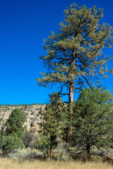 Fototapeta na wymiar Tall pines and sculpted rock cliffs on the scenic drive through New Mexico’s Mimbres River Valley
