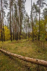 autumn nature of Sursky krai