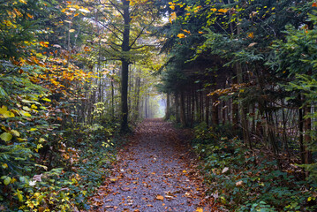 Narrow forest path in a forest in autumn
