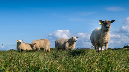 Fototapeta premium herd of sheep