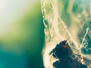 Spider web