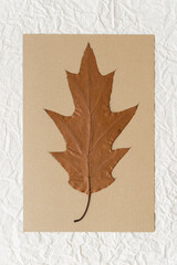 isolated oak leaf on paper 