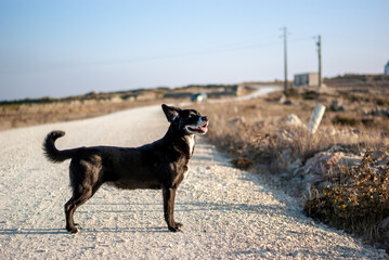 Black Dog blown by the wind standing in a dirt road