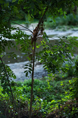 Fototapeta premium waterfall in the forest