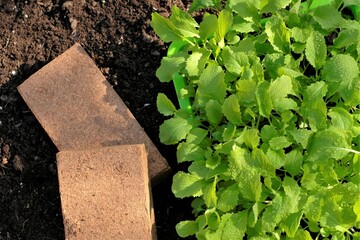 Coconut soil for planting seedlings.Gardening and agriculture.Chinese cabbage seedling. Growing bio organic vegetables . Growing seedlings.