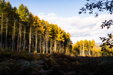 Autumn trees, forest, wood, yellow