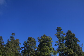 Fototapeta premium Beautiful blue sky in the mountain at morning with dramatic tree sillhouette 