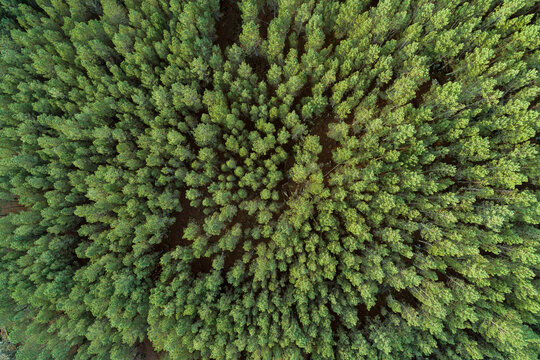 Fall forest top view drone, background green pine trees panorama landscape © Vic