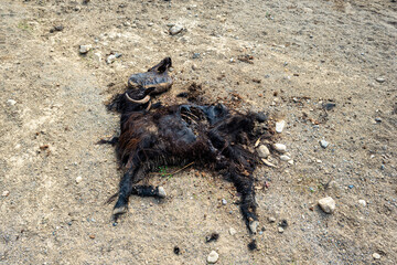 Flies and maggots promote decomposition of a dead goat that died in southern Crete