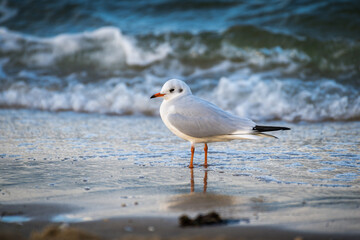 Lachmöwe am Strand mit wellen im Hintergrund
