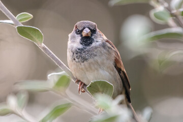 Male house sparrow (Passer domesticus) looking angry, Norfolk, England