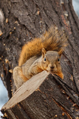 Fox squirrel, Sciurus niger, relaxing on branch, posing fluffy tail. Also known as eastern or Bryant's fox squirrel. Urban wildlife. Largest species of tree squirrel in North America. Denver, Colorado