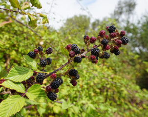 Blackberry branch close-up, red and black berries on a garden background 