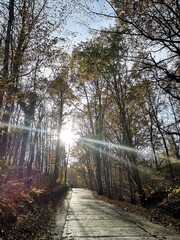Ścieżka w lesie jesienią