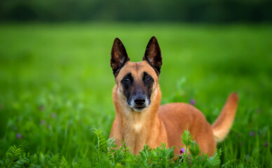An elderly female Belgian Shepherd Malinois with a gray muzzle in an alfalfa field