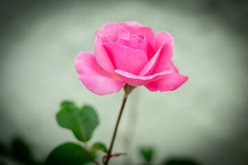 rosa cor-de-rosa