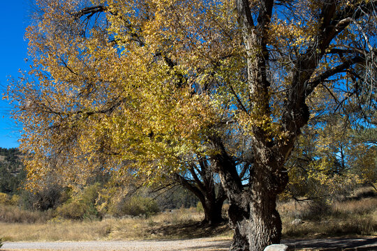 Gnarled old Cottonwood in autumn beside Lake Roberts in New Mexico’s Gila National Forest