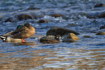 A young male harlequin duck in a fast-moving river 
