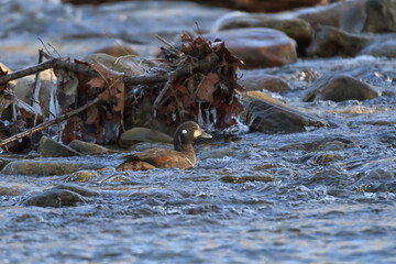 A young male harlequin duck in a fast-moving river 