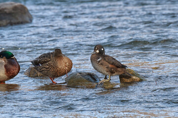 A young male harlequin duck in a fast-moving river 
