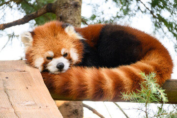 レッサーパンダ