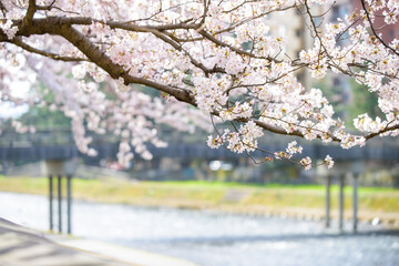 桜