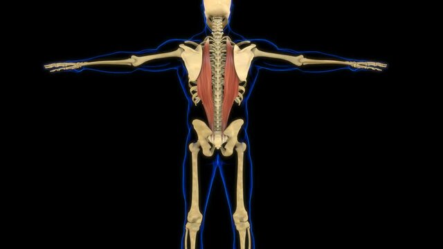 Iliocostalis Muscle Anatomy For Medical Concept 3D Animation