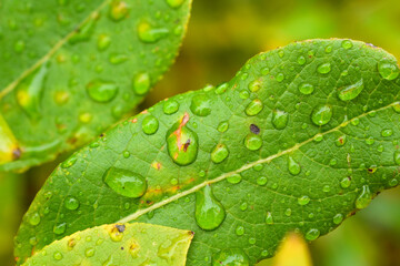 leaf with water drops