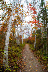 Fototapeta premium MacGregor Point Provincial Park in Fall
