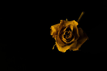 rosas secas con fondo negro