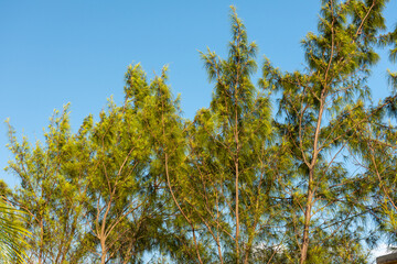 Eucalíptos ao vento com céu azul