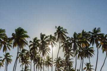 Fototapeta na wymiar Sol escondido nas palmas dos coqueiros.