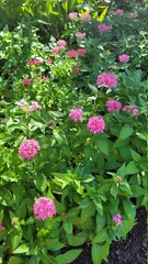 pink and white flowers