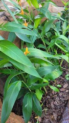 Orange wild flowers in a garden 
