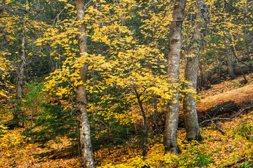Autumn Forest Maple Tree with Yellow Leaves