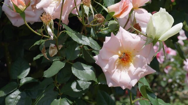 bee hovering  over a pink flowers with bee hovering 
