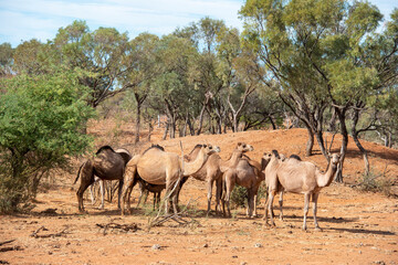 Naklejka na ściany i meble Wild camels in outback Queensland, Australia.