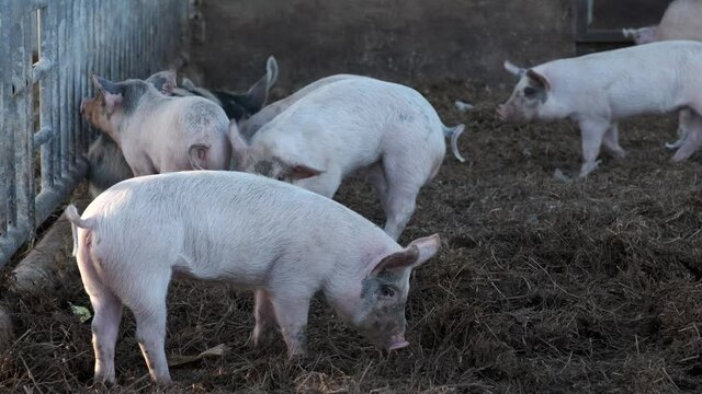 Pig breeding on the farm.
Italian food industry