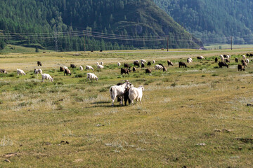 A flock of sheep grazes in a valley with poor vegetation. Power lines in mountainous areas.